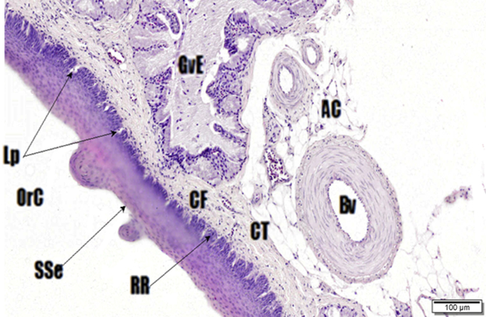 Fig. 4