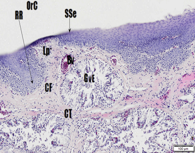 Fig. 7