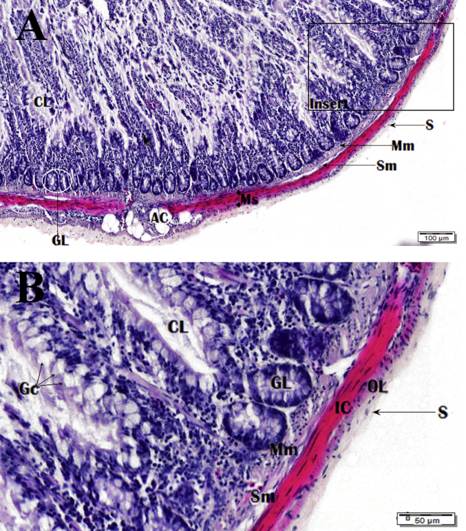 Fig. 19