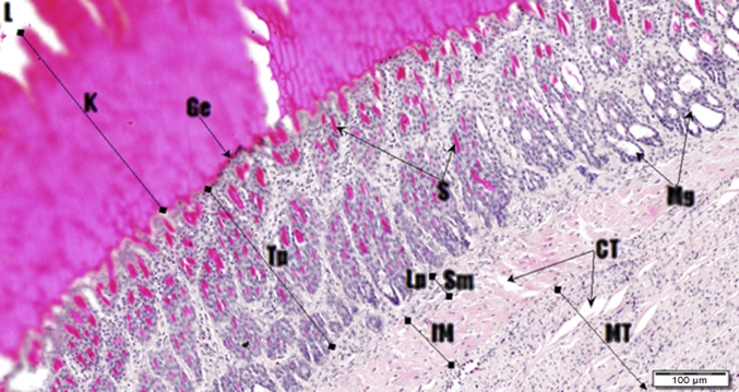 Fig. 15