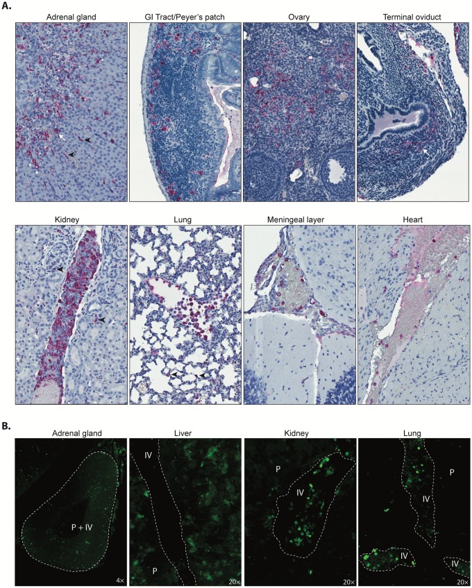 Fig 4