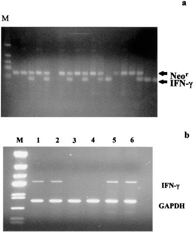 FIG. 1