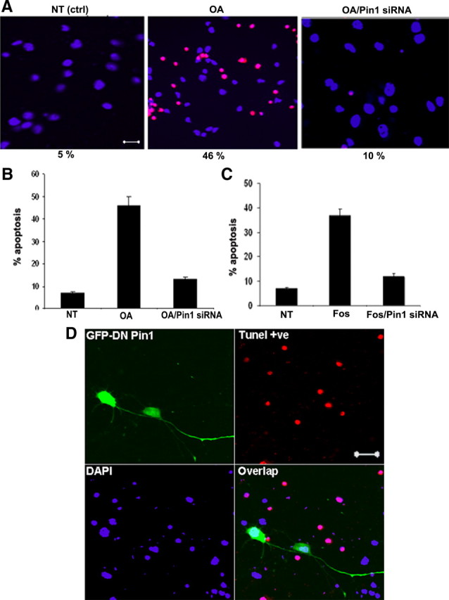 Figure 11.