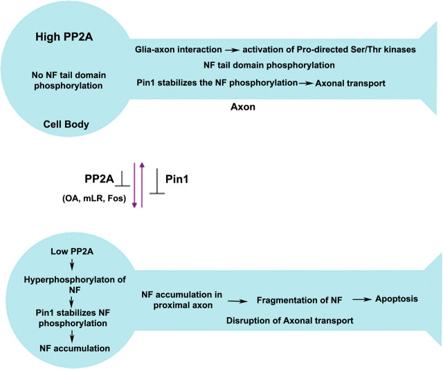 Figure 12.