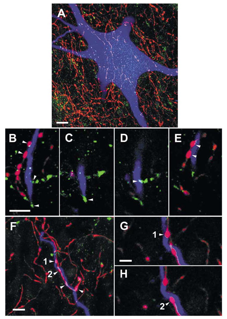 Fig. 7