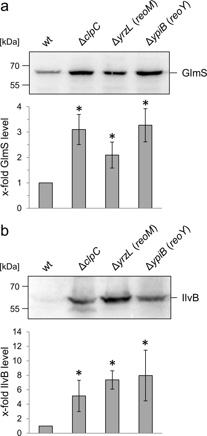 Figure 2—figure supplement 3.