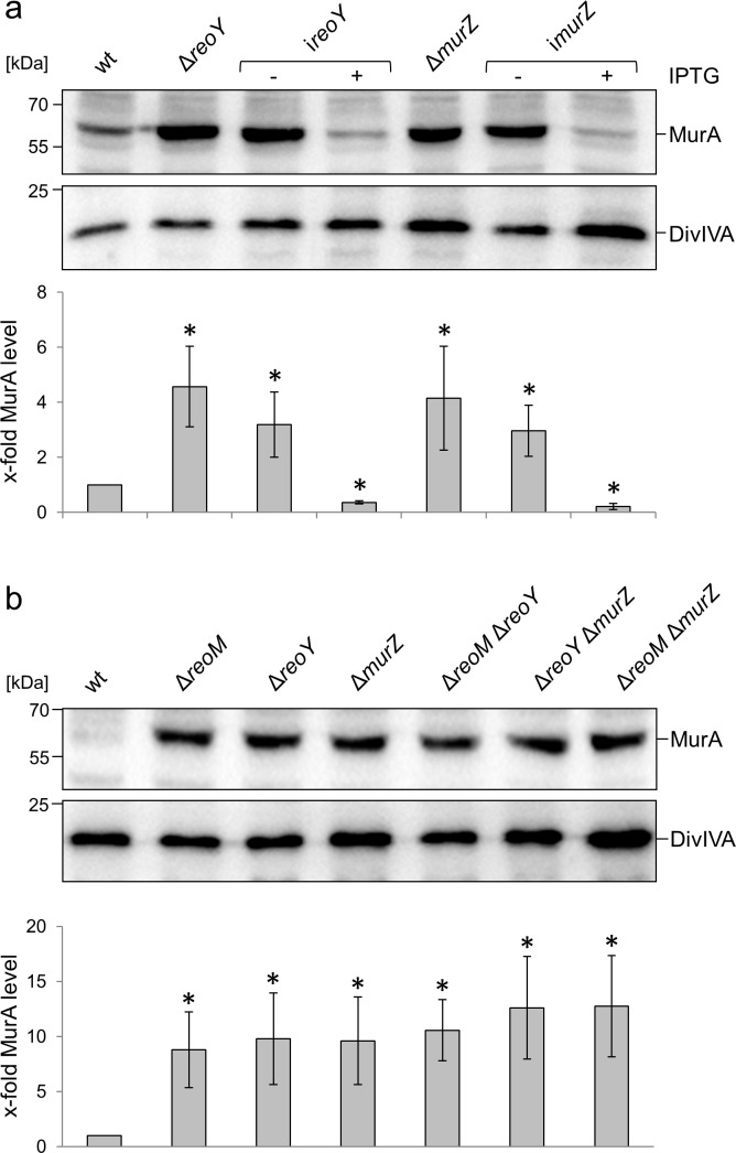 Figure 2—figure supplement 1.