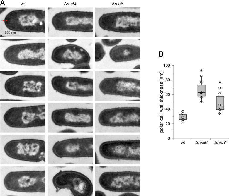 Figure 3—figure supplement 1.