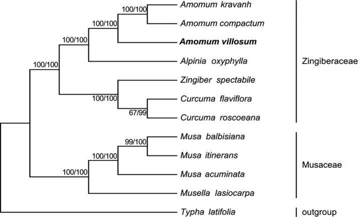 Fig. 7