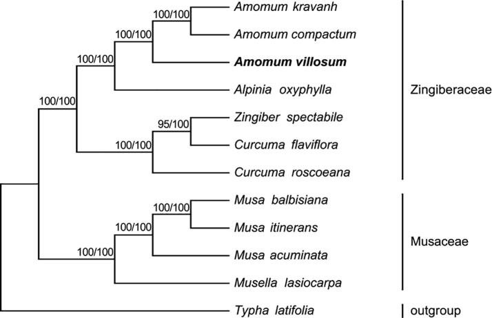 Fig. 6