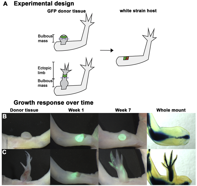 Figure 3: