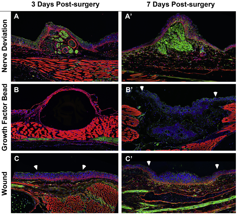 Figure 6: