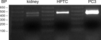 FIGURE 10.