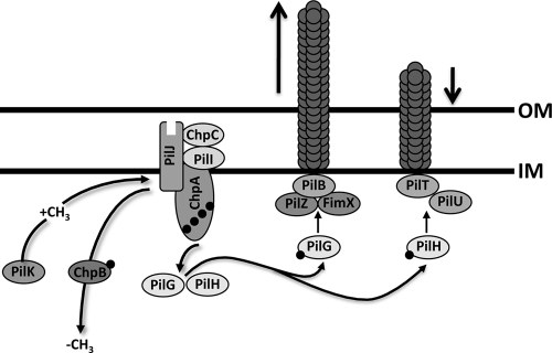 FIG. 1.