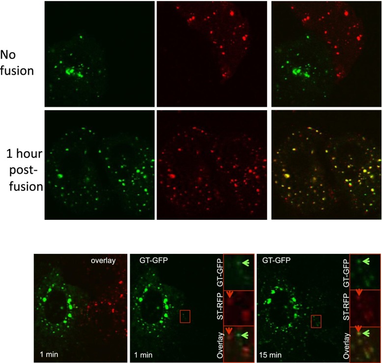 Figure 3—figure supplement 1.