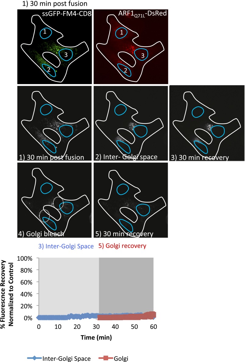 Figure 5—figure supplement 1.