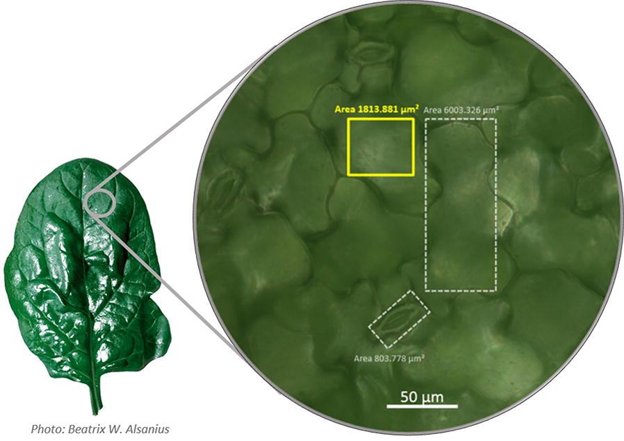 Fig. 6