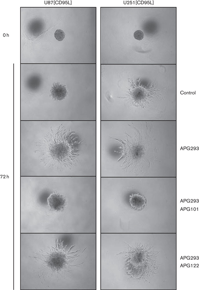 Fig. 5