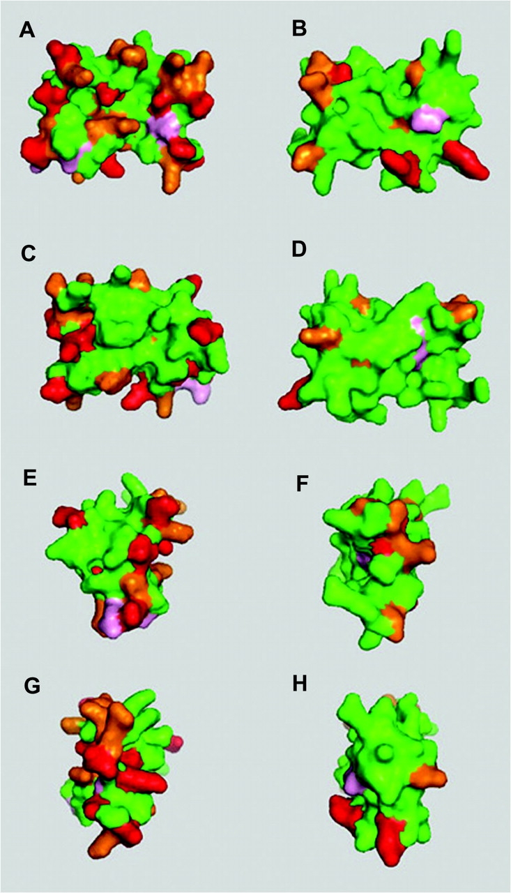 FIG. 2.—