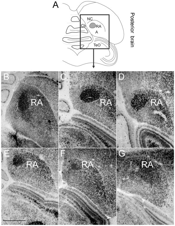 Fig. 13