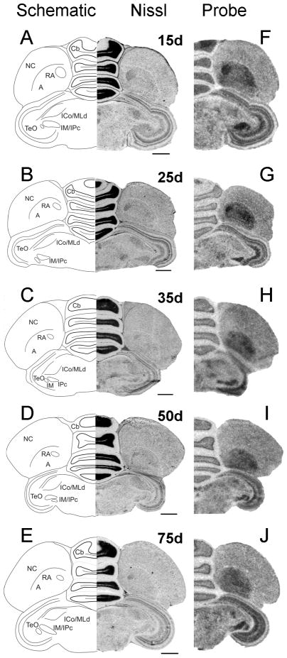 Fig. 12