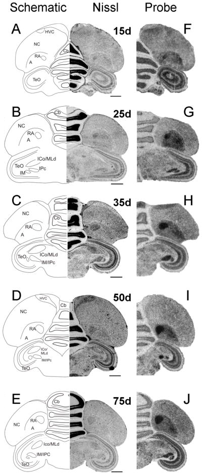 Fig. 11