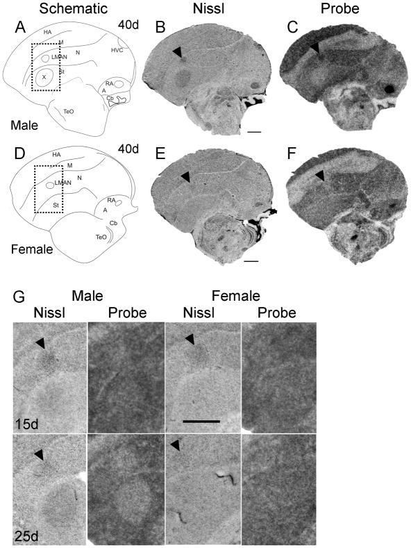 Fig. 9