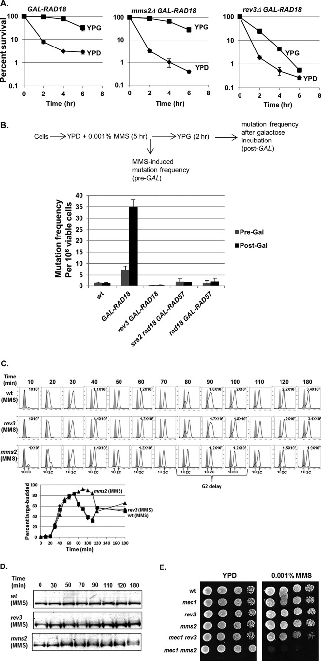 Fig 6