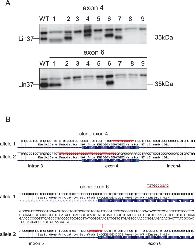 Figure 2—figure supplement 1.