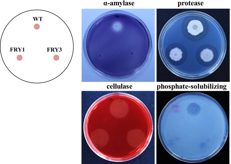 Figure 11