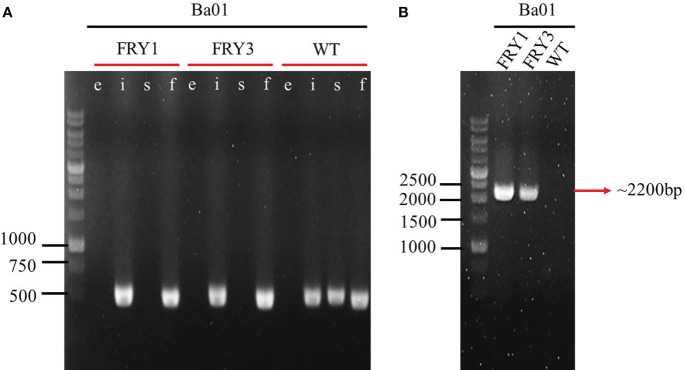 Figure 3