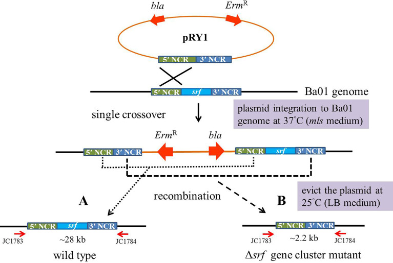 Figure 2