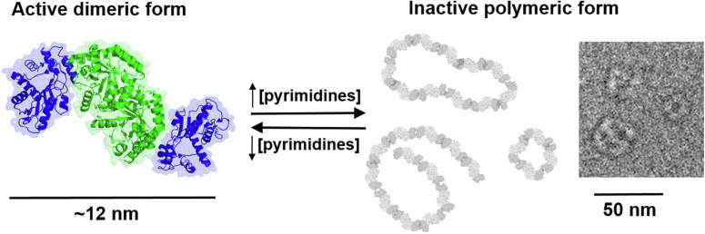 Figure 11