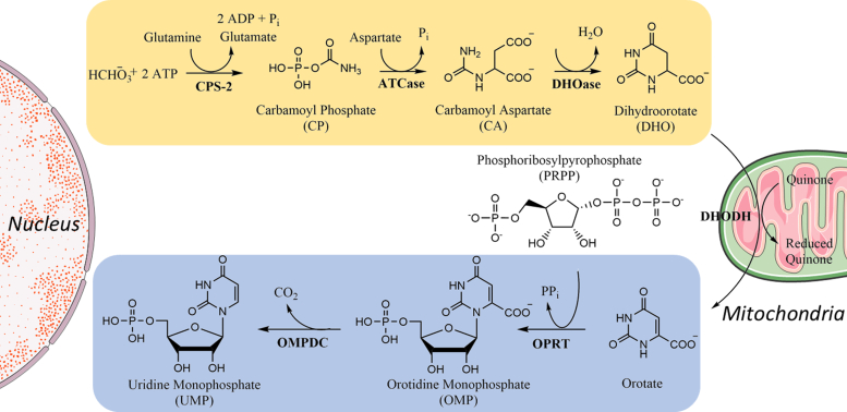 Figure 1