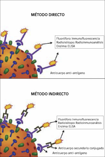 Figura 3