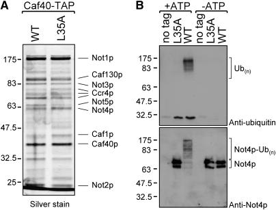 Figure 2.—