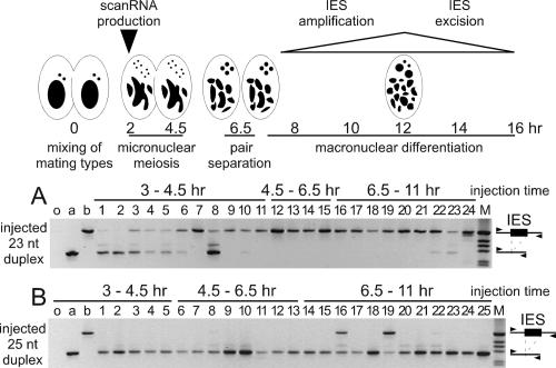 Figure 5.