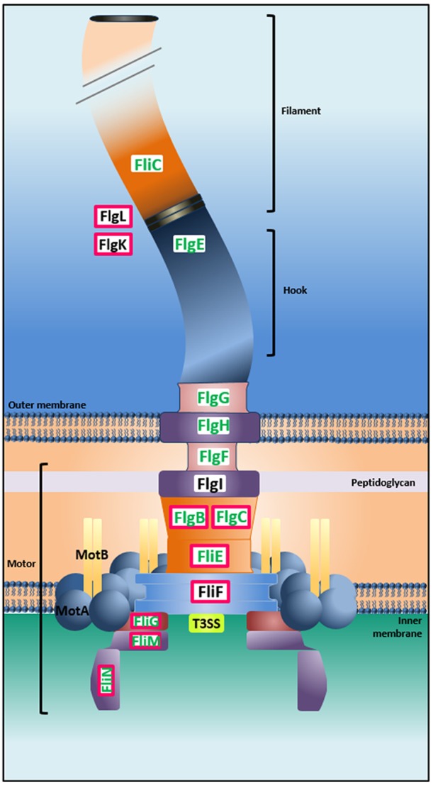 FIG 5 