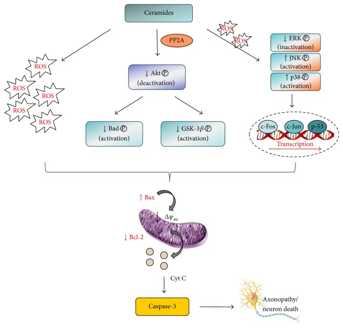 Ceramides in Alzheimer's Disease: Key Mediators of Neuronal Apoptosis ...