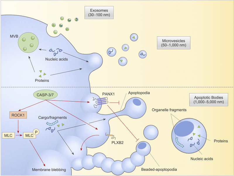 Figure 1.