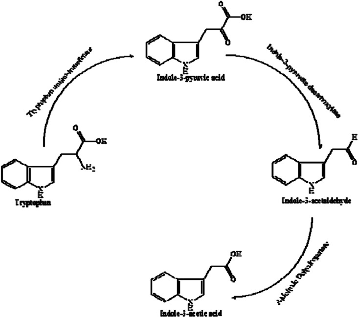 Fig. 7