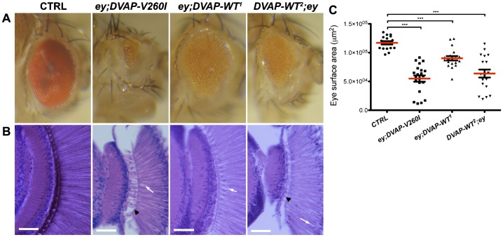 Fig. 7.