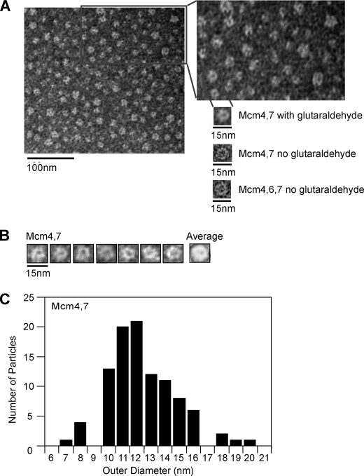 FIGURE 4.