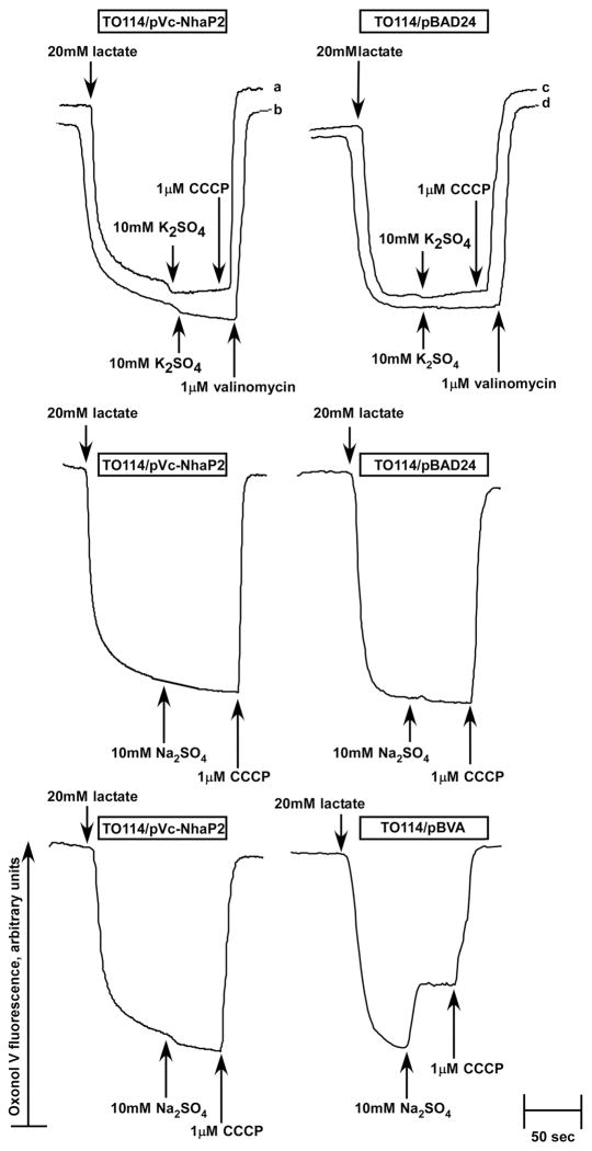 FIGURE 6