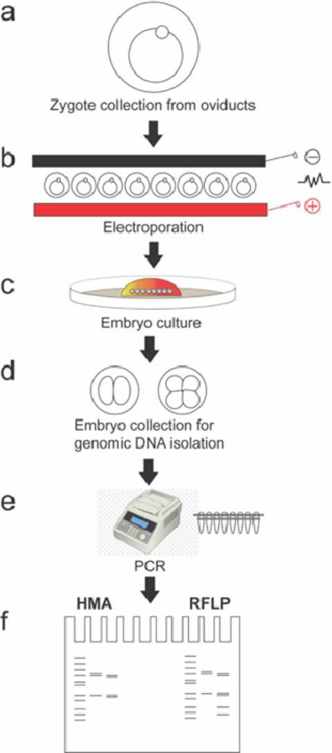 Image, graphical abstract