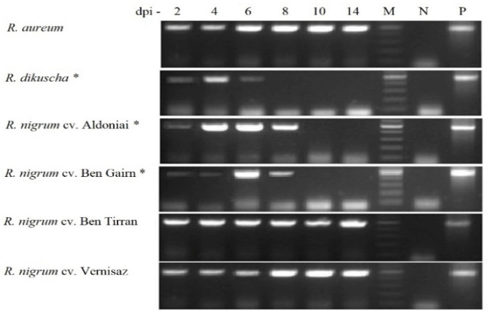 Figure 5