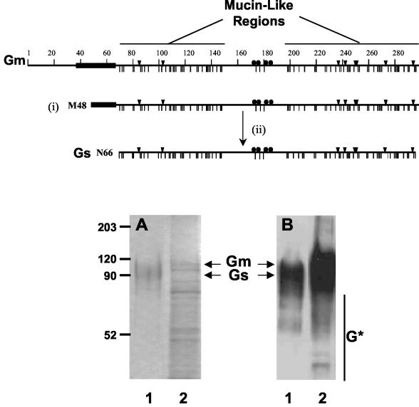 FIG. 1.