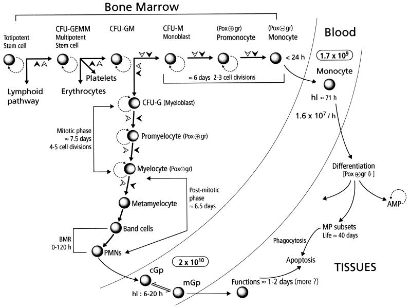 FIG. 1