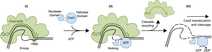 FIGURE 7.