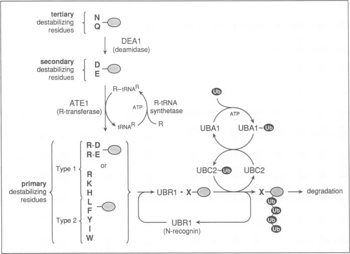 graphic file with name pnas01066-0462-a.jpg